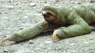 Faultier macht Purzelbaum Funny cute sloth crosses road Paresseux dopé Manuel Antonio Costa Rica [upl. by Modestine388]