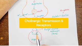 Cholinergic Transmission  Cholinergic receptors [upl. by Ahseiym]