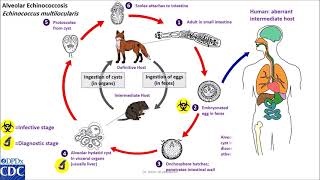 Echinococcus multilocularis life cycle [upl. by Sugar]