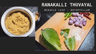 Ranakalli Thuvayal  Miracle Leaf Chutney  Bryphyllum Pinnatum [upl. by Jaf]