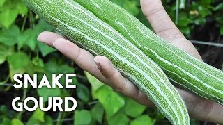 Growing Gourds Part 3 of 5  Snake Gourds [upl. by Miran]