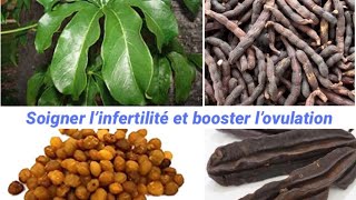 CES PLANTES AFRICAINES QUI STIMULENT L’OVULATION [upl. by Acnaiv329]