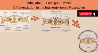 Differentiation of Intraembryonic Mesoderm  Paraxial Mesoderm Intermediate Mesoderm Lateral Plate [upl. by Sandra]