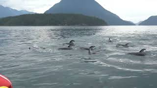 Close up Wildlife Encounter with the Pacific White Sided Dolphin [upl. by Jessabell639]