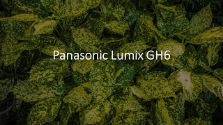 Panasonic Lumix GH6  Have I made the right choice [upl. by Anawik]