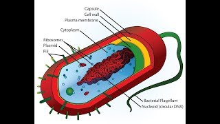 Review of Key Antibiotics for Microbiology [upl. by Selia250]