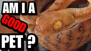 Do Brown Tree Snakes Make Good Pets [upl. by Seed681]