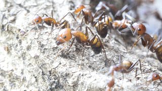 Camponotus nicobarensis Ants [upl. by Elletnohs548]