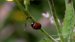 Seven spotted Lady Beetle Coccinella septempunctata  Eats Aphid [upl. by Egrog291]