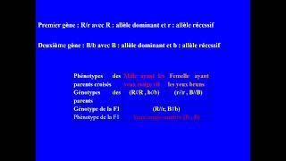 Exercice de génétique Bacconcours de médecine Ségrégation de deux gènes indépendants [upl. by Rosenblum]