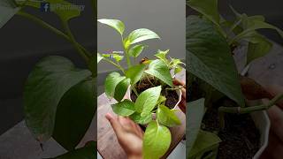 Rescue Plants  Pothos  Pothos Plant Care [upl. by Solraced]