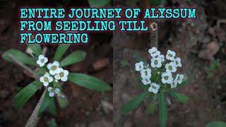 ENTIRE JOURNEY OF ALYSSUM FEOM SEEDLING TILL FLOWERING [upl. by Idzik]