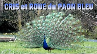 CRI du PAON et ROUE [upl. by Ary]