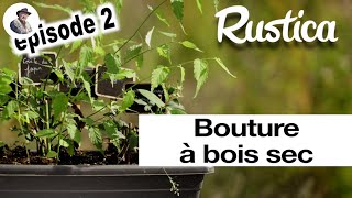 Bouturer à bois sec des arbustes à fleurs 2 le résultat en fin dété [upl. by Jacobsohn]