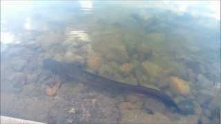 Giant eel spotted at Grand Bassin lake in Mauritius [upl. by Dita]