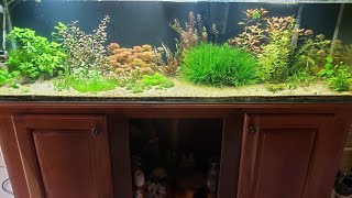 75 Gallon planted tank timelapse [upl. by Baudin]