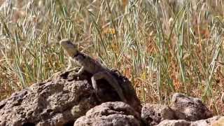 Sling Tailed Agama Laudakia stellio cypriaca  Cyprus [upl. by Gallager332]