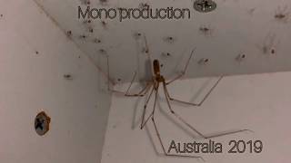 Daddy  Long  Legs spider with babies Australia 2019 Pholcidae [upl. by Nanice197]