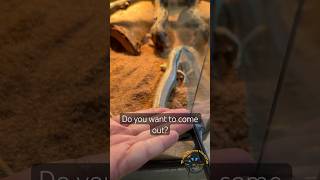 Rejected by the Schneider’s Skink 🤣 lizard funny reptiles pets lol animals rejection [upl. by Thorlay]