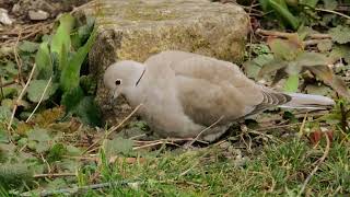 Collared Dove [upl. by Boykins]