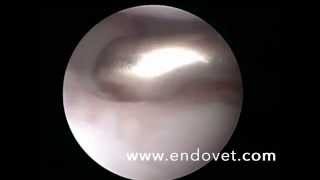 Canine elbow displasia endoscopically [upl. by Dove424]