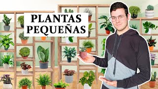 TOP 8 plantas para espacios pequeños de interior [upl. by Natie]