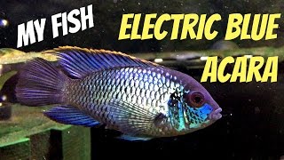 Electric Blue Acara Andinoacara pulcher  My Fish [upl. by Odnalro]