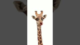 Giraffe hatt kein Bock [upl. by Notserp]