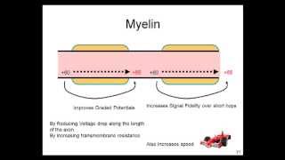 Graded Potentials Action Potentials Electrotonic Conduction Myelin [upl. by Assirol]