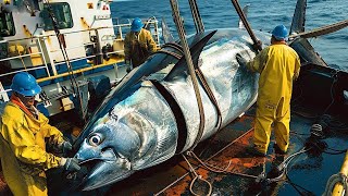 How fishermen longline fishing catch yellowfin tuna the fastest  Processing tuna in factory [upl. by Ayrolg431]