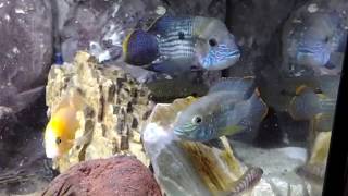 The best Clip Andinoacara Rivulatus fish [upl. by Ridley]