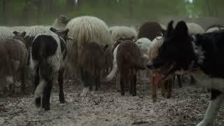 Razas de ganado  Las Razas de ovejas para la producción de carne y leche [upl. by Hussar]