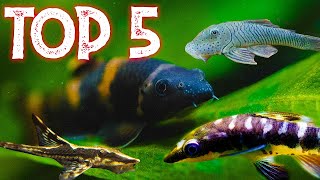 Top 5 Uncommon Oddball Algae Eaters [upl. by Ojadnama]