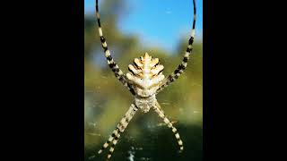 argiope lobata [upl. by Simon]