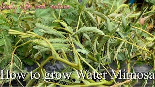 How To Grow Water Mimosa Growing Netunia Oleracea  Daily Life and Nature [upl. by Aharon]