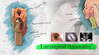 Introduction to Larynx Pharynx and Airway Anatomy [upl. by Ahsile]