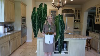 Ultimate Guide how to grow huge Anthuriums in your home including Warocqueanum  in low humidity [upl. by Brighton726]