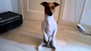 funny jack russell terrier very funny [upl. by Aurelie]