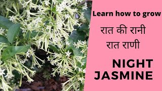 Night Jasmine Rat ki Rani रातराणी Lady of the night Highly fragrant flowers Cestrum nocturnum [upl. by Ojillek731]