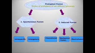 Somatic Hybridization [upl. by Giacomo753]