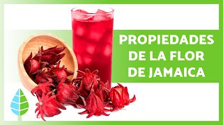 9 BENEFICIOS de la FLOR de JAMAICA 🌺✅ Propiedades Medicinales Para Qué Sirve y Cómo Tomarla [upl. by Sylas]