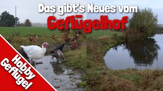 Das gibt´s Neues vom Geflügelhof  Ein Teich für den Geflügelhof [upl. by Ros]