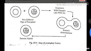 Somatic hybridization [upl. by Ahsied]