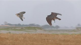 Well Hunting of Goshawk in air  Goshawk shikra sparrowhawk  Wildlife Today [upl. by Einna]