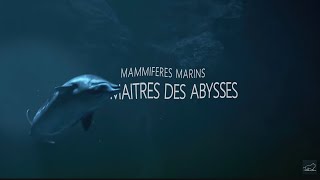 Mammifères Marins  les maîtres des abysses [upl. by Analra494]