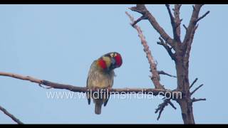 Metronomic call of Coppersmith Barbet Bird Calls [upl. by Eirojram]