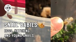 Snail Eggs Hatching and Babies [upl. by Itsim]