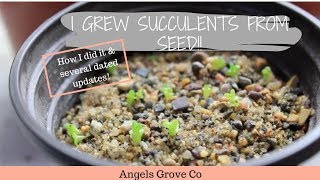 How to Grow Succulents From Seeds🌵  Angels Grove Co [upl. by Bernadine715]