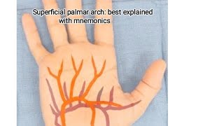 Superficial palmar arch best explained with mnemonics [upl. by Iturk]