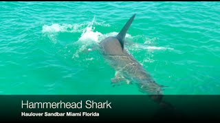 Hammerhead Shark at Haulover Sandbar swimming area [upl. by Koorb]